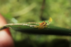Lepanthes declivis