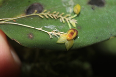 Lepanthes declivis