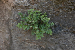 Phytomyza scolopendri