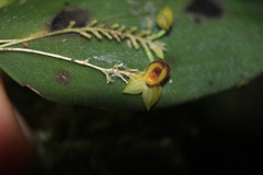 Lepanthes declivis