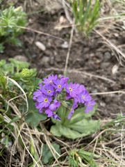 Primula algida