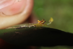 Lepanthes declivis