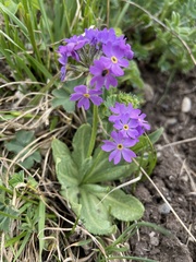 Primula algida