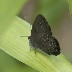 Satyrium calanus