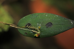 Lepanthes declivis