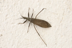 Pygolampis bidentata