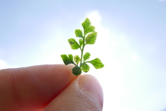 Phytomyza scolopendri