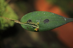 Lepanthes declivis
