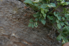 Phytomyza scolopendri