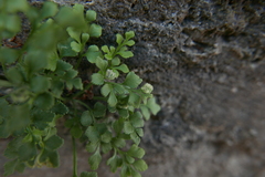 Phytomyza scolopendri