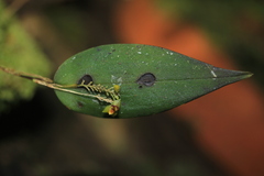 Lepanthes declivis