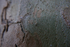 Mesopsocidae