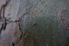 Mesopsocidae
