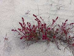Rumex aureostigmatica