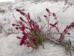 Rumex aureostigmatica