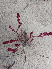 Rumex aureostigmatica