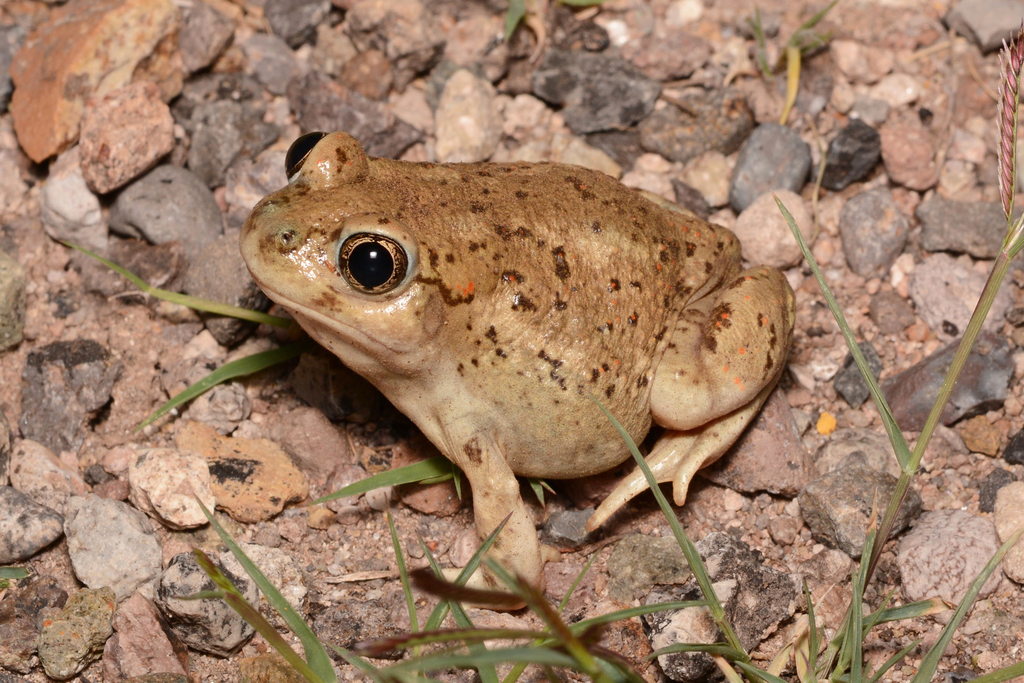 Mexican Spadefoot (Amphibians of Cochise County) · iNaturalist
