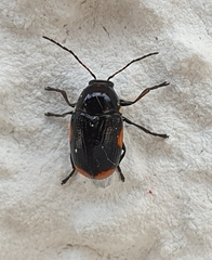 Cryptocephalus moraei