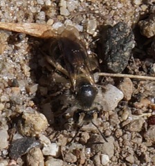 Andrena erythronii