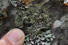 Hypogymnia hultenii