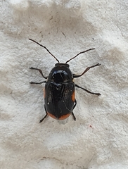 Cryptocephalus moraei