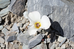 Calochortus panamintensis