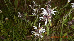 Monarda clinopodioides