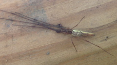 Tetragnatha elongata