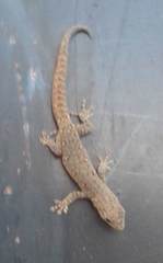 Lygodactylus