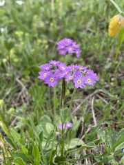 Primula algida
