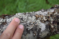 Hypogymnia hultenii