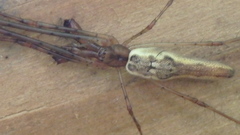 Tetragnatha elongata