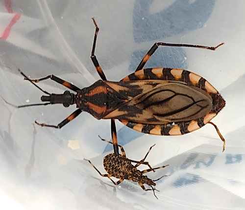 Triatoma brasiliensis