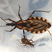 Triatoma brasiliensis - Photo 由 Matthew Berigan 所上傳的 不保留任何權利