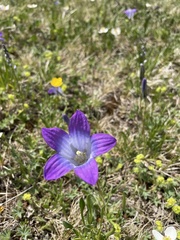 Campanula tridentata