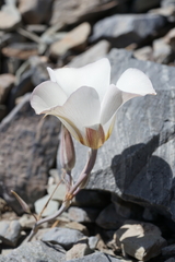 Calochortus panamintensis