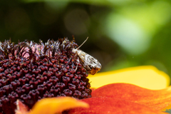 Tebenna gnaphaliella