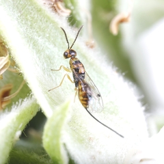 Megastigmus aculeatus