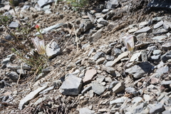 Calochortus panamintensis
