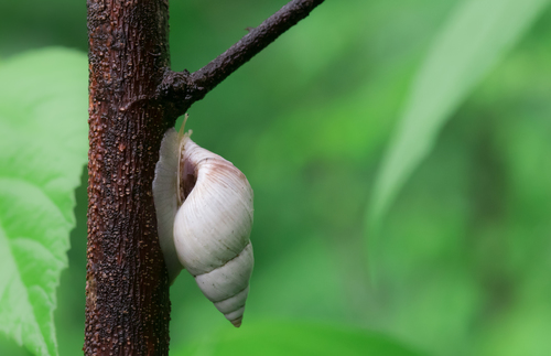 Drymaeus dombeyanus