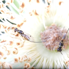 Megastigmus aculeatus