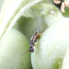 Megastigmus aculeatus