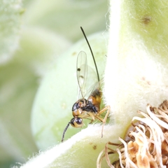 Megastigmus aculeatus