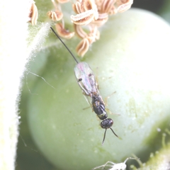 Megastigmus aculeatus