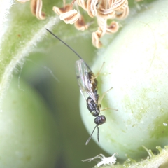 Megastigmus aculeatus