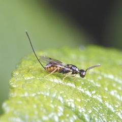 Megastigmus aculeatus