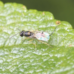 Megastigmus aculeatus