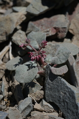 Eriogonum eremicola