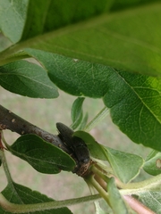 Melanotus castanipes