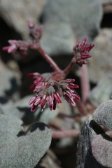 Eriogonum eremicola
